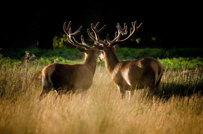 Richmond Park