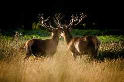 Richmond Park