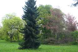 Dendrological Garden of the University of Life Sciences