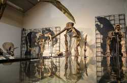 National Museum of Natural Sciences