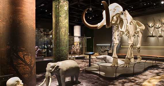 Naturhistoriska riksmuseet