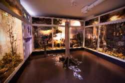 Estonian Museum of Natural History