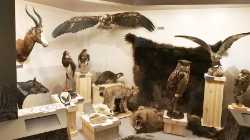 Latvian Museum of Natural History