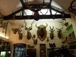 Ilfracombe Museum