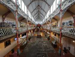 Dorset Museum & Art Gallery