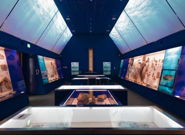 The Etches Collection Museum of Jurassic Marine Life