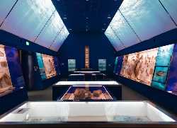 The Etches Collection Museum of Jurassic Marine Life
