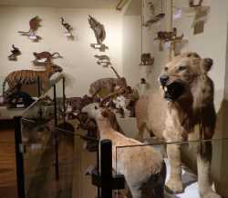 Museum of Natural History and Ethnography