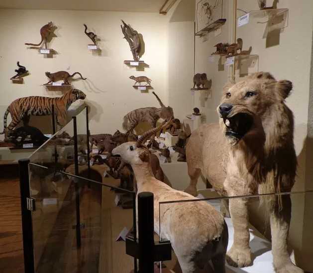 Museum of Natural History and Ethnography
