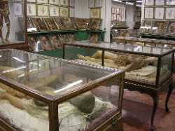 Museum of Natural History, La Specola