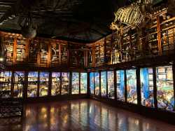 Cabinet of Curiosities