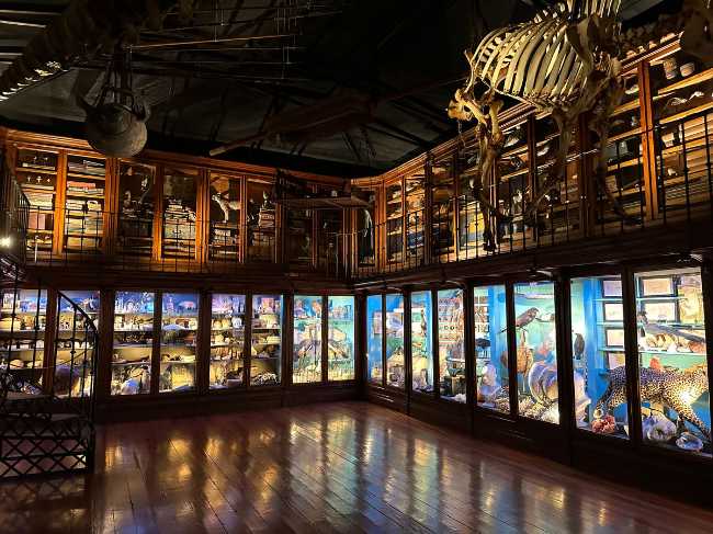 Cabinet of Curiosities