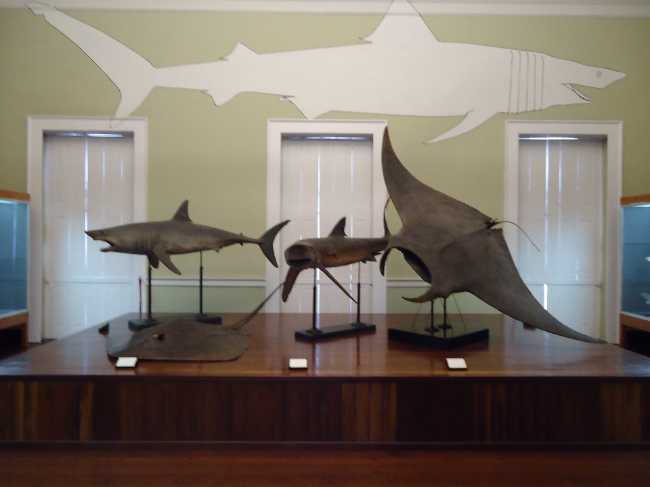 Natural History Museum Funchal