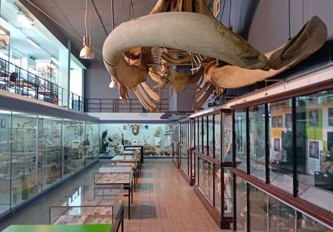 Museum of Zoology KULeuven