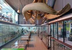 Museum of Zoology KULeuven