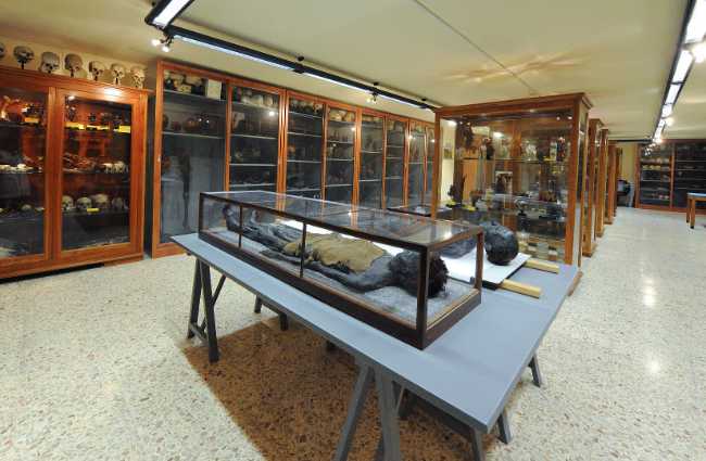 Museo di Anatomia Umana Filippo Civinini