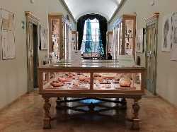 Collezione delle Cere Anatomiche Luigi Cattaneo