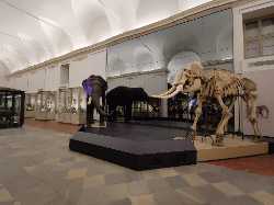 Museo Regionale di Scienze Naturali