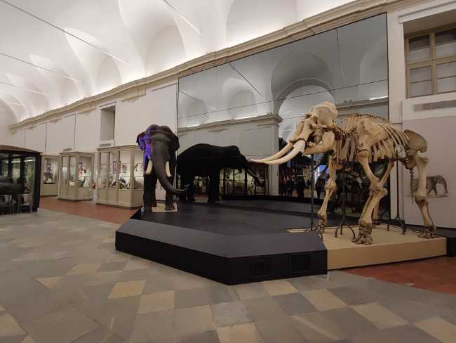 Museo Regionale di Scienze Naturali