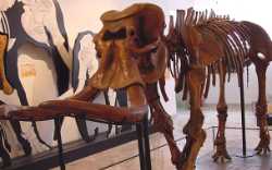 Museum of Geology “G. G. Gemmellaro