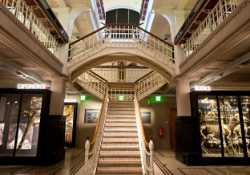 Manchester Museum