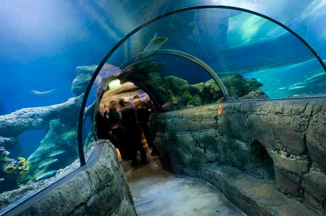 SEA LIFE