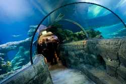 SEA LIFE