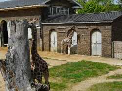 ZSL London Zoo
