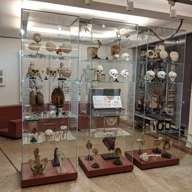Museum of Medical History at the Charité