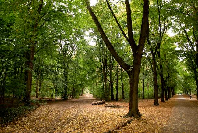 Grunewald