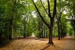 Grunewald