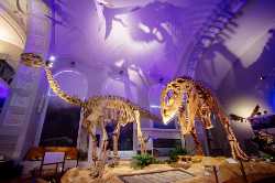 Finnish Museum of Natural History