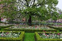 Rijksmuseum Gardens
