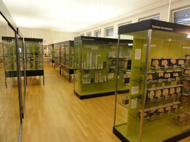 Anatomical Museum of the University of Basel