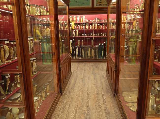 Zoological Museum