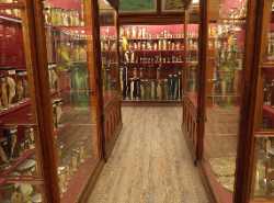 Zoological Museum