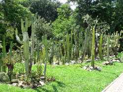 Alexandru Borza Botanical Garden