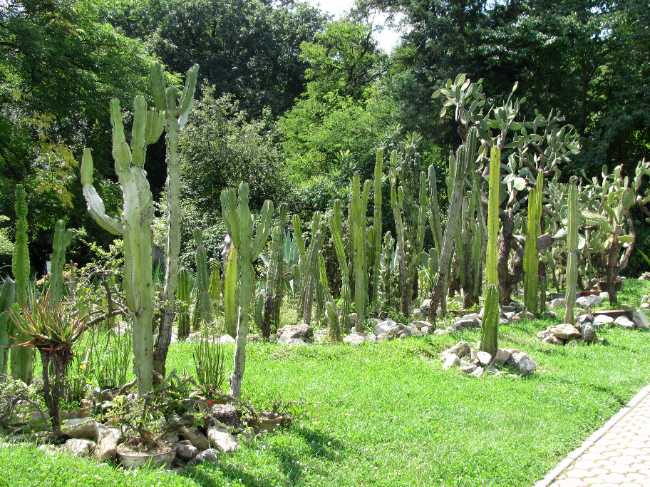 Alexandru Borza Botanical Garden