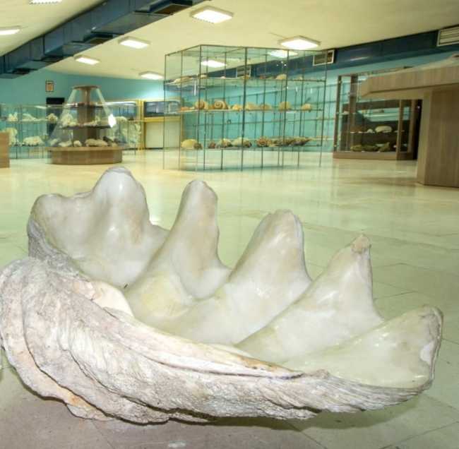 Split Natural History Museum