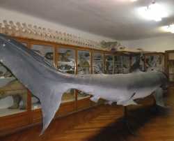 Dubrovnik Natural History Museum