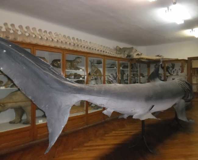 Dubrovnik Natural History Museum