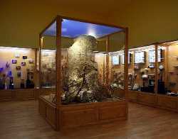 Regional Museum of Natural History