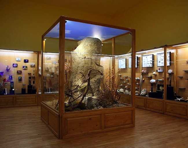 Regional Museum of Natural History
