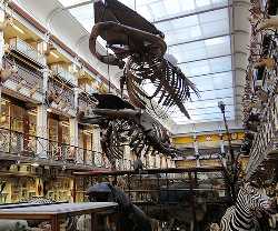 National Museum of Ireland Natural History