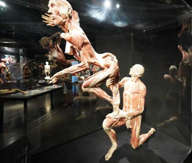 Body Worlds Amsterdam