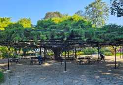 Jardim do Príncipe Real