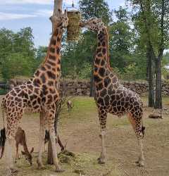 ZOO Plzeň