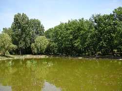 Nagyerdő Park