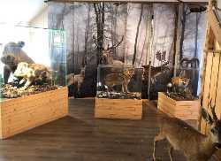 Kőhalmy Hunting Museum