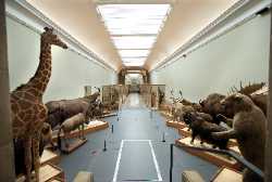 Naturéum - département de zoologie